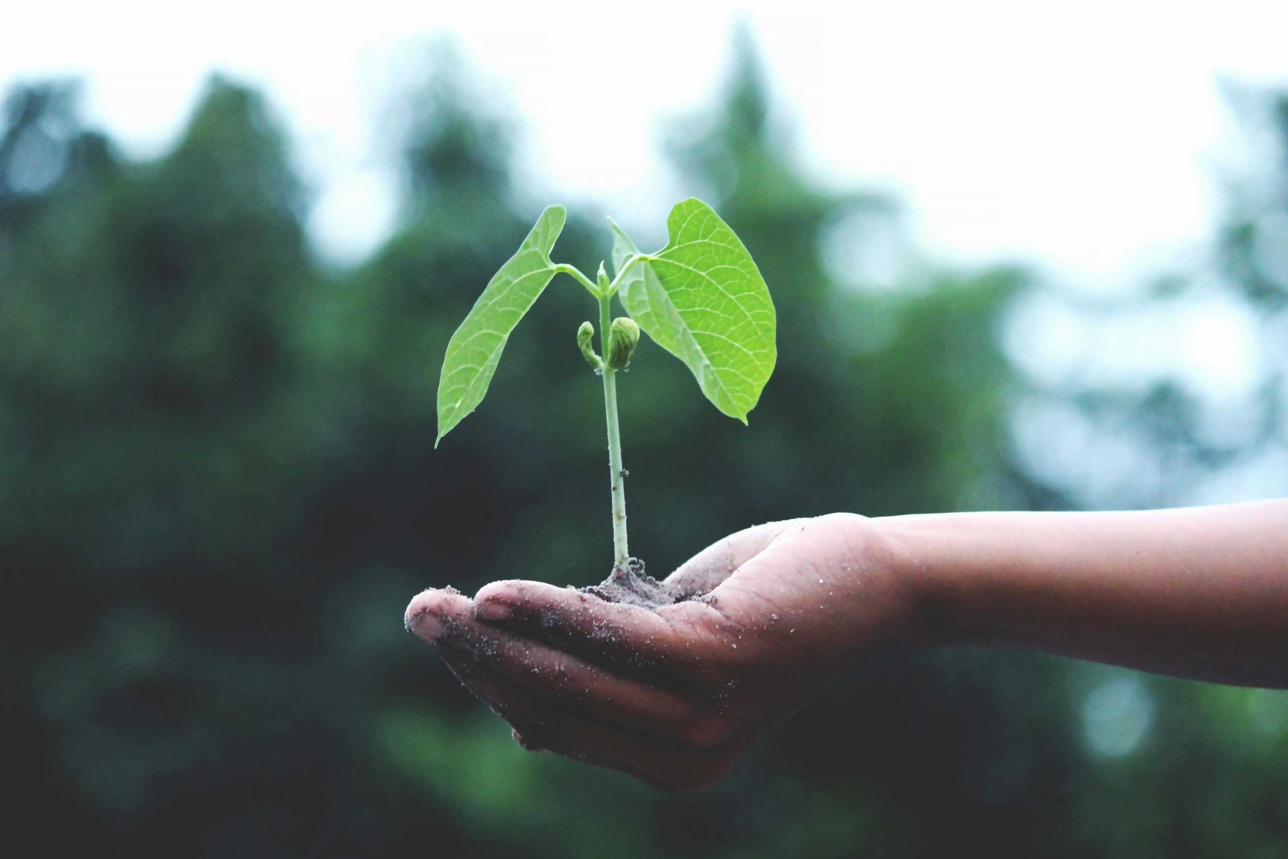 Home A young sapling held in hands symbolizes growth and sustainability.